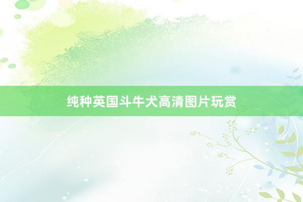 纯种英国斗牛犬高清图片玩赏